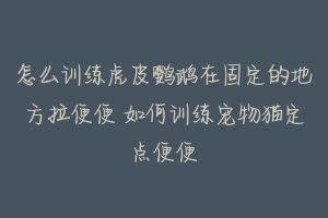 怎么训练虎皮鹦鹉在固定的地方拉便便 如何训练宠物猫定点便便