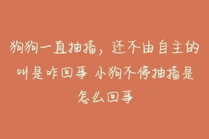 狗狗一直抽搐,还不由自主的叫是咋回事 小狗不停抽搐是怎么回事