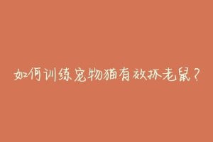 如何训练宠物猫有效抓老鼠?