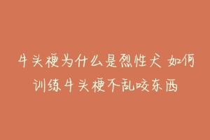 牛头梗为什么是烈性犬 如何训练牛头梗不乱咬东西