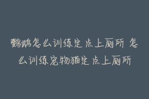 鹦鹉怎么训练定点上厕所 怎么训练宠物猫定点上厕所