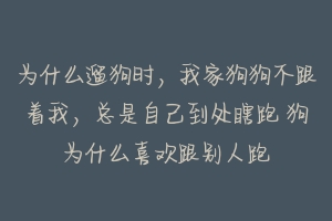 为什么遛狗时,我家狗狗不跟着我,总是自己到处瞎跑 狗为什么喜欢跟别人跑