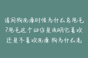 请问狗洗澡时候为什么总甩毛?甩毛这个动作是说明它喜欢还是不喜欢洗澡 狗为什么老是甩身子