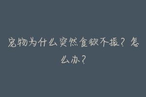 宠物为什么突然食欲不振?怎么办?