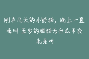 刚养几天的小野猫,晚上一直嚎叫 五岁的猫猫为什么半夜老是叫