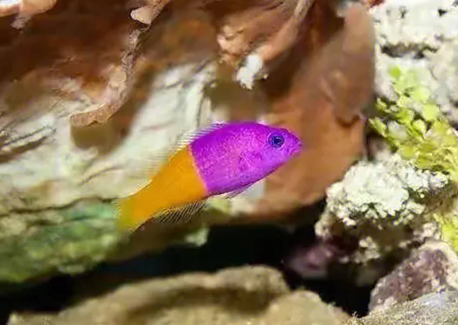 雀鲷:会种植海藻的海洋农夫
