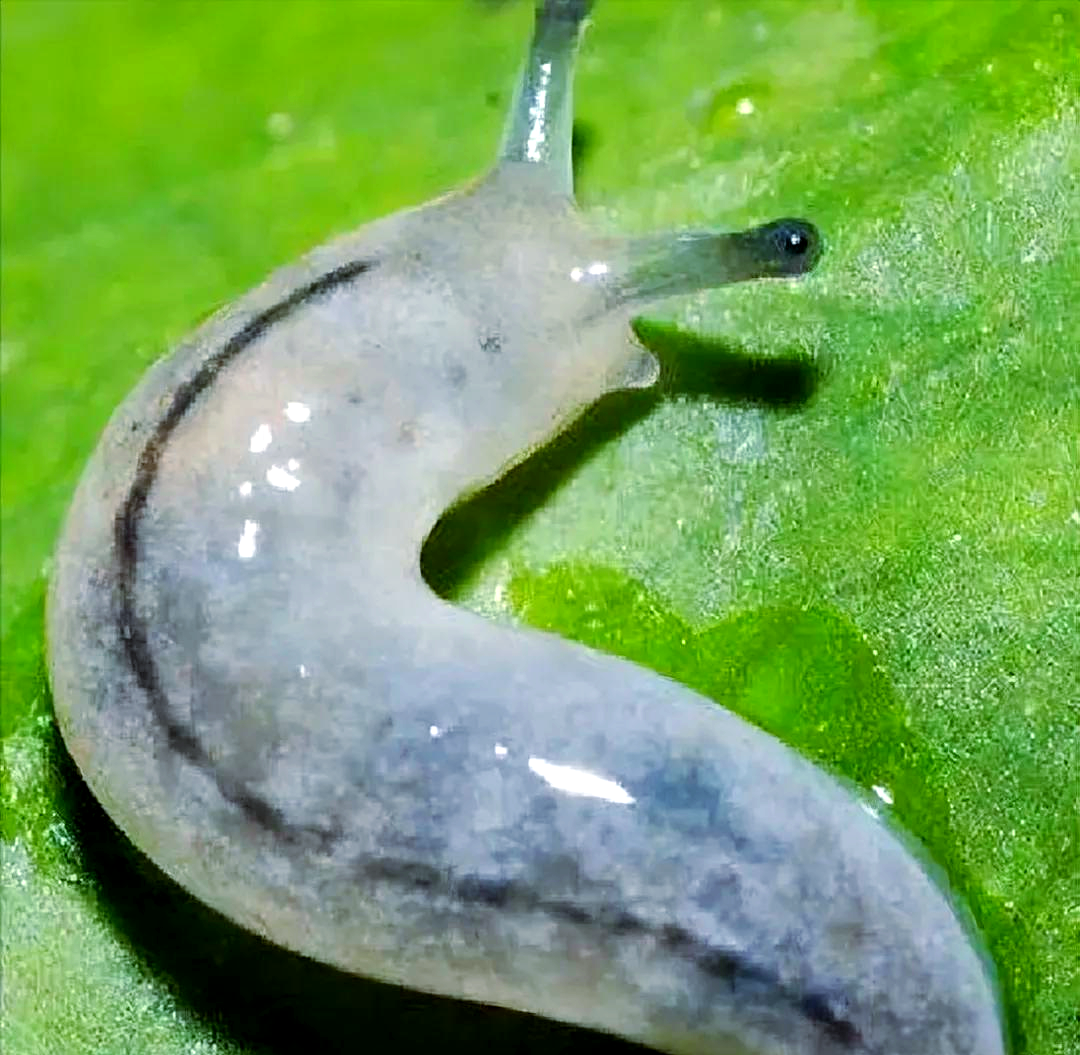 幽灵蛞蝓
